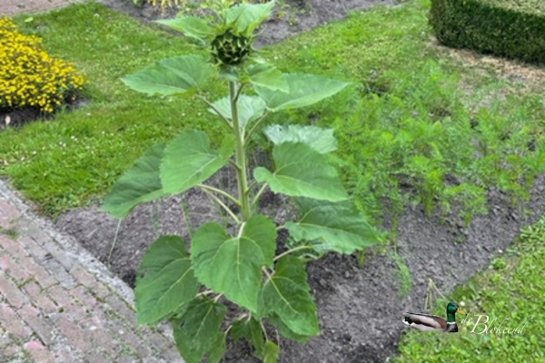 1 zonnebloem heeft de slakken overleefd...