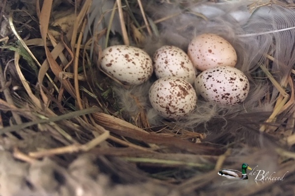 5 eitjes in ons zwaluwnest..