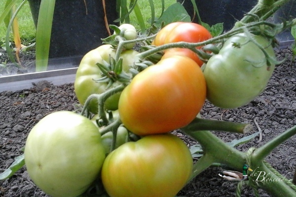 Tomaten gaan kleuren