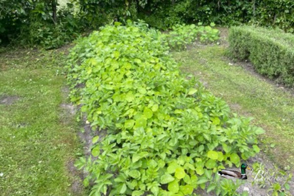 Aardappels en Oost-Indische kers