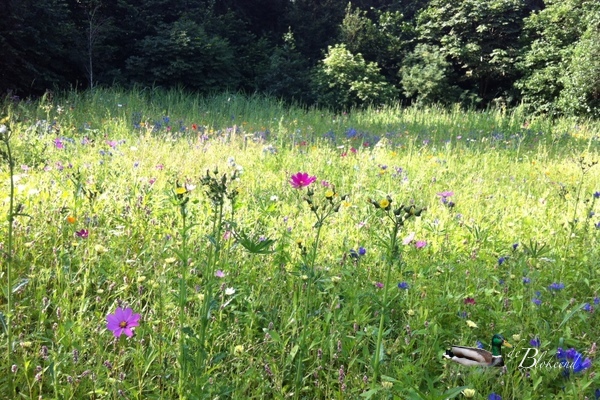 Alle kleuren in 1 veld