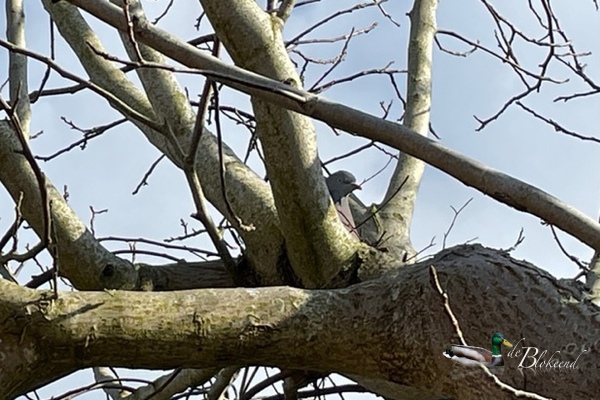 Broedende duif in onze walnotenboom