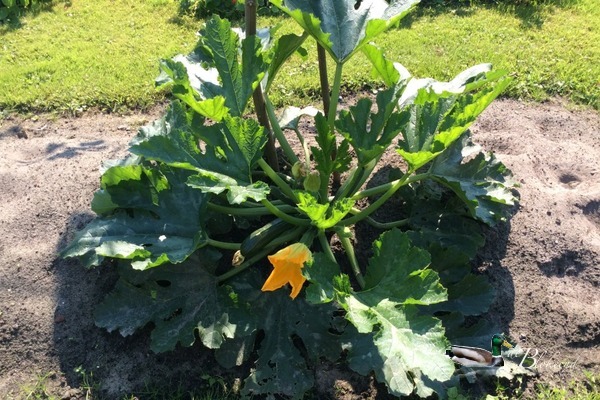 De courgette planten doen het goed