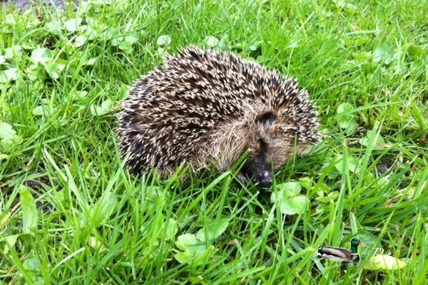 Egeltje in de tuin