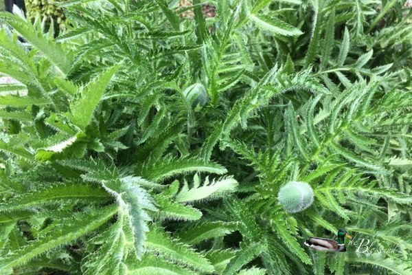 Eindelijk..dikke knoppen in de papaver