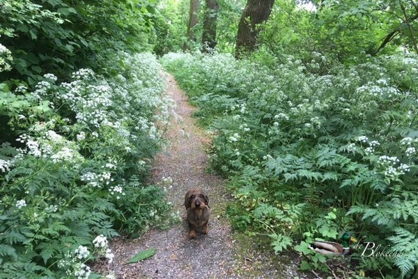 Fluitekruid wandeling