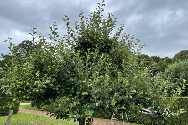 Fruitbomen zomersnoei ..voor..