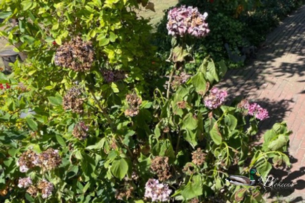 Hittegolf..arme hortensia's..