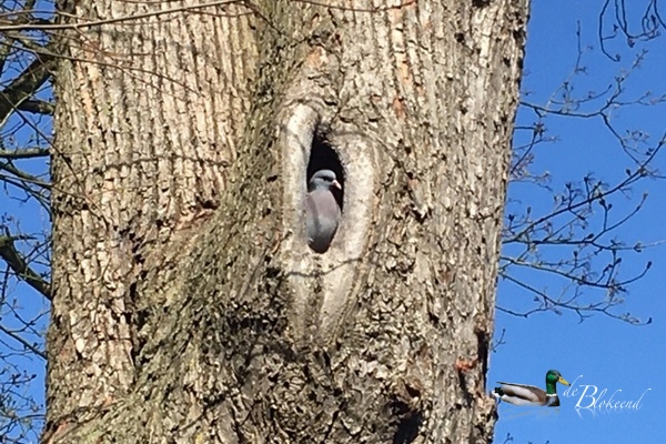 Holeduifje op de Brink