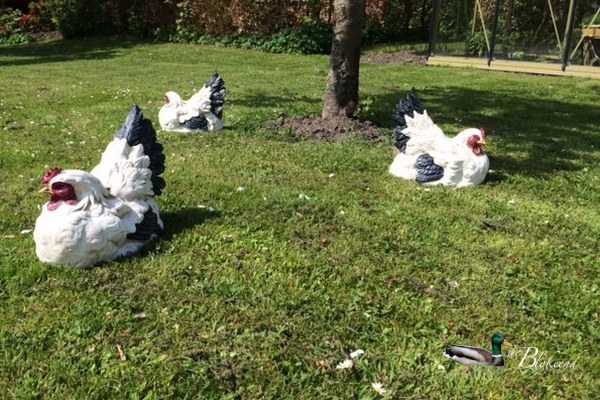 Kippen in de boomgaard...