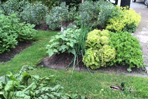 Moestuin groeit en bloeit