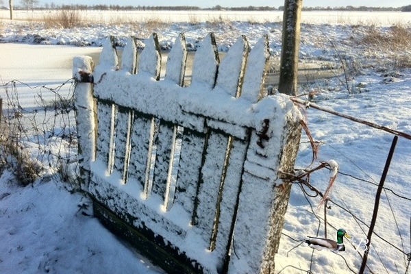 Mooi besneeuwd hekje