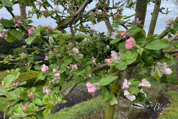Prachtige bloesem in de appelboom