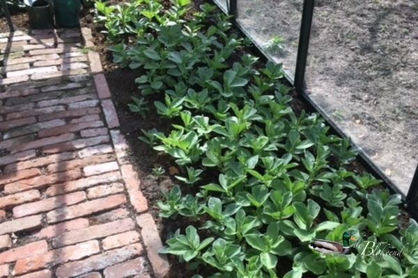 Tuinbonen gaan morgen in de volle grond