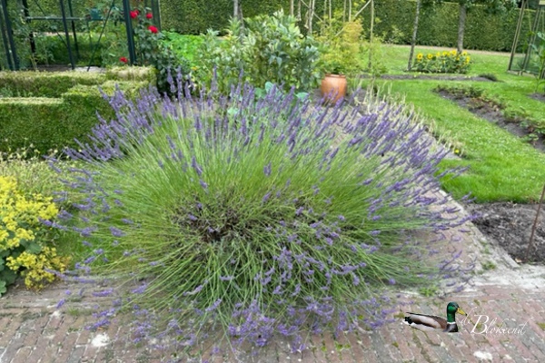 Uitbundige lavendel