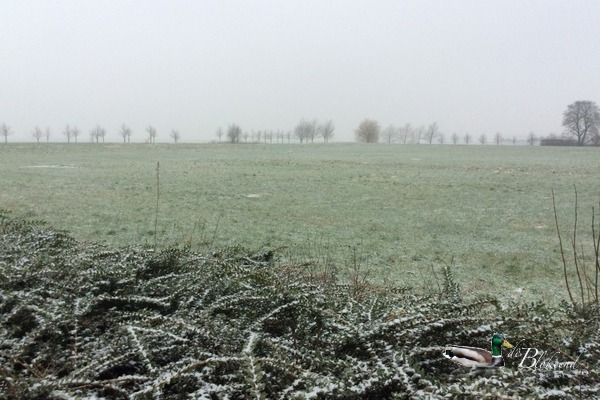 Vrijdag 8 januari 2016..na 5 dagen ijzel