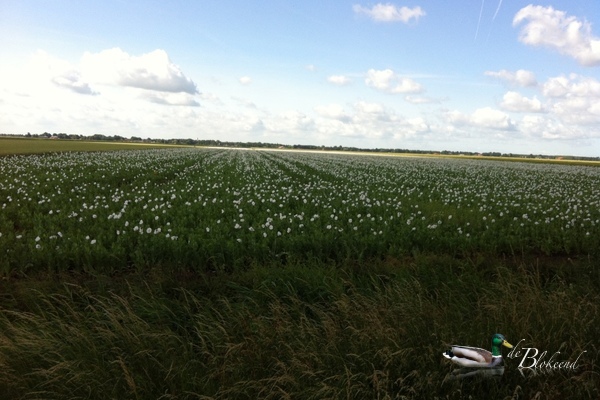 Witte klaprozen een veld vol