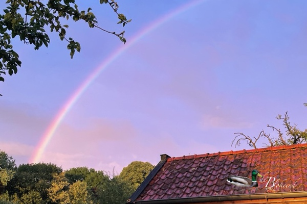 prachtige regenboog