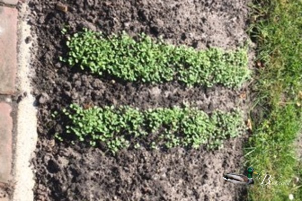 rucola komt prachtig omhoog