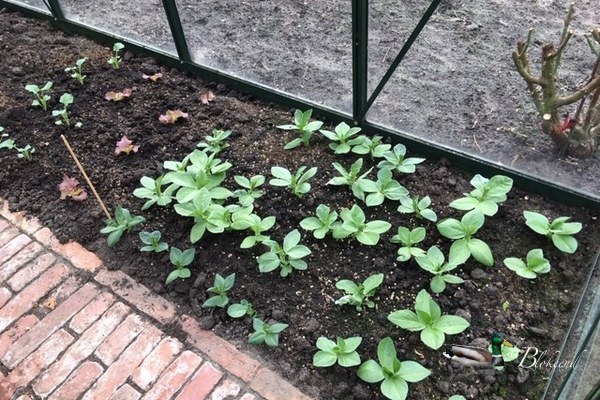 tuinbonen gegroeid in de ACD kas